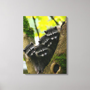 Adorable Baby Raccoons Canvas Print