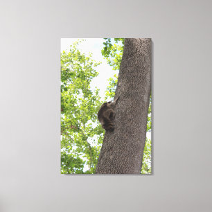 Adorable Baby Racoon Canvas Print