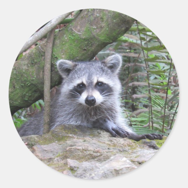 Adorable Baby Racoon Stickers (Front)