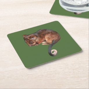 Adorable Baby Ringtail Possum in Australia Square Paper Coaster