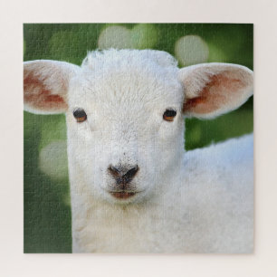 Adorable Baby Sheep Jigsaw Puzzle