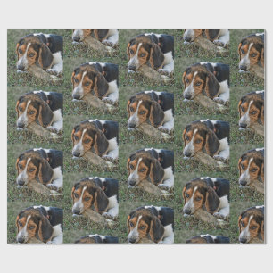 Adorable  Beagle Chewing A Bone Wrapping Paper