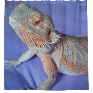 Adorable Bearded Dragon Up Close Picture Blue Shower Curtain