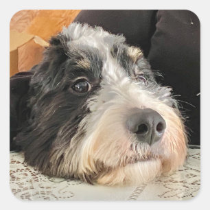 Adorable Bernedoodle Square Sticker