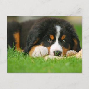 Adorable Bernese Mountain Dog Puppy Postcard