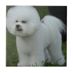 Adorable Bichon Tile