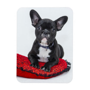 Adorable Black and White Bulldog Puppy Photo Magnet