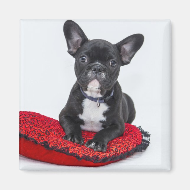 Adorable Black and White Bulldog Puppy Photo Magnet (Front)