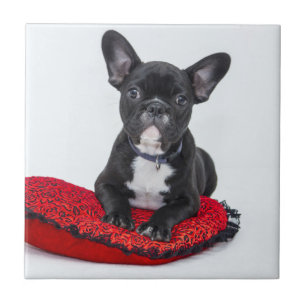 Adorable Black and White Bulldog Puppy Photo Tile