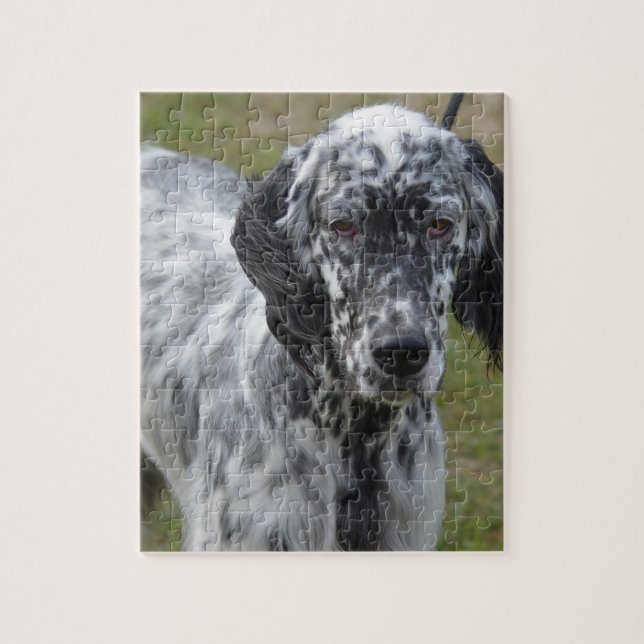 Adorable Black and White English Setter Jigsaw Puzzle (Vertical)