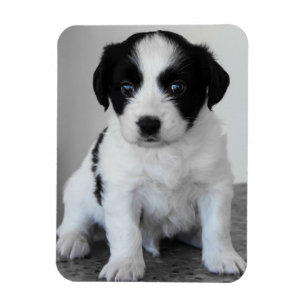 Adorable Black and White Puppy Magnet