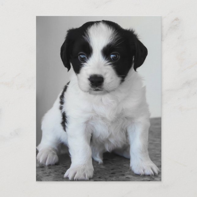 Adorable Black and White Puppy Postcard (Front)