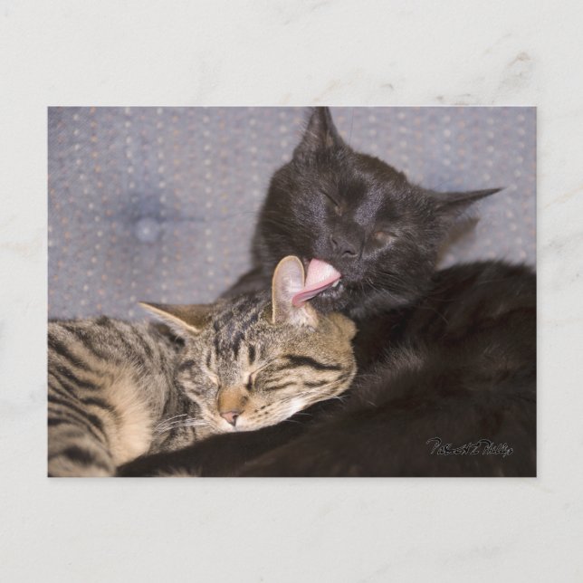 Adorable Black Grey Tabby Cat Missing You Postcard (Front)