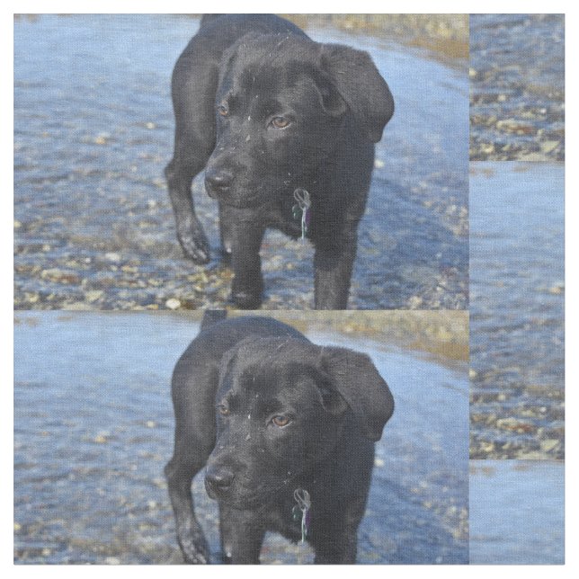 Adorable Black Lab Puppy Dog Fabric (Close Up)