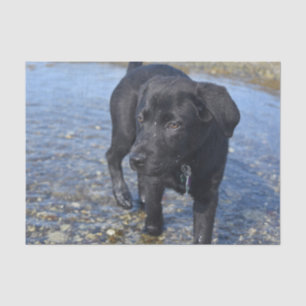 Adorable Black Lab Puppy Dog Tissue Paper