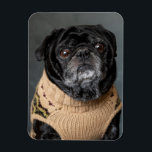 Adorable black pug in a sweater magnet<br><div class="desc">Adorable pug in a sweater</div>