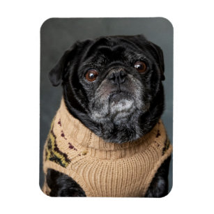 Adorable black pug in a sweater magnet