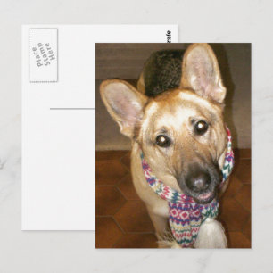 Adorable Black & Tan German Shepherd Postcard
