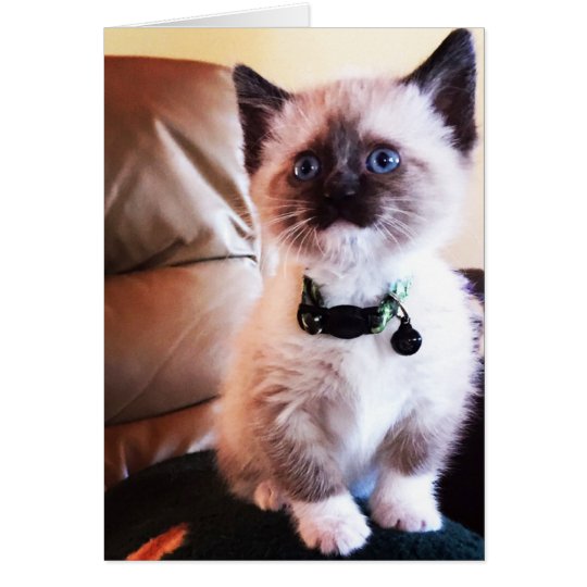 Adorable Blue Eyed Masked Kitten Photograph Card