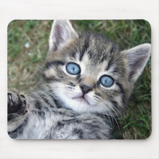 blue eyed tabby kittens for sale