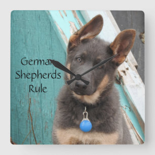 Adorable Blue German Shepherd Puppy Square Wall Clock