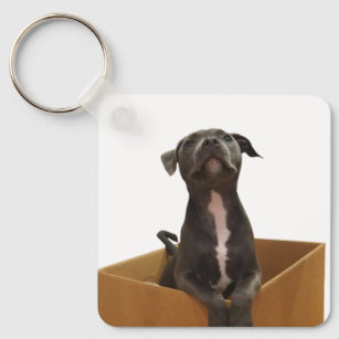 Staffy keyring sales