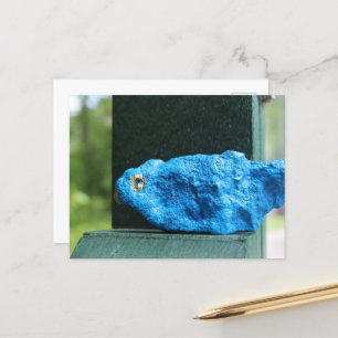 Adorable Bluebird Rock Postcard