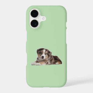 Adorable Border Collie Puppy – Playful and Cute Pu