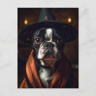 Adorable Boston Terrier Witch Postcard