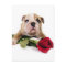 Adorable Brown and White Bulldog with Red flower