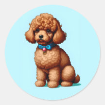 Adorable Brown Toy Poodle with Blue Background