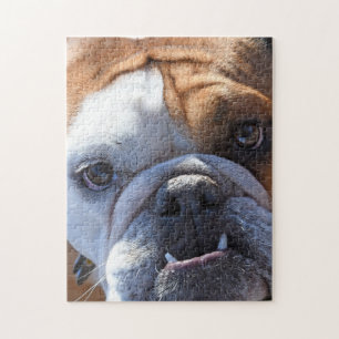 Adorable Bulldog Jigsaw Puzzle