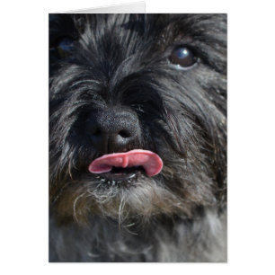 Adorable Cairn Terrier