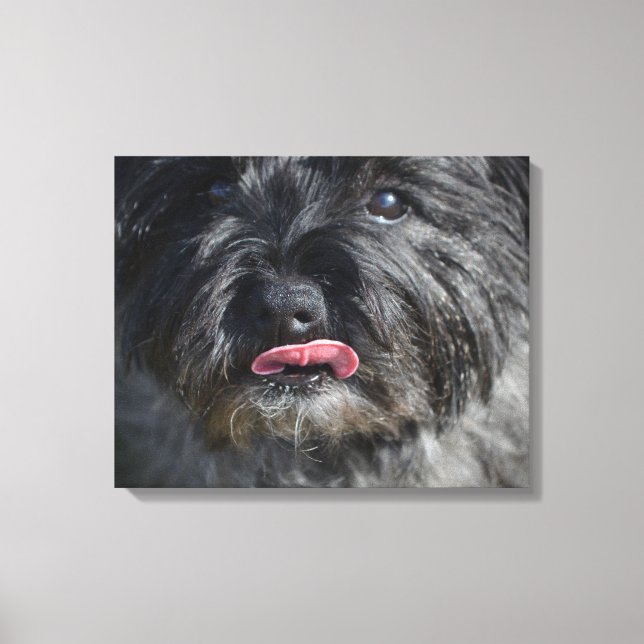 Adorable Cairn Terrier Canvas Print (Front)