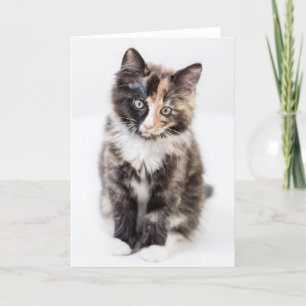 Adorable Calico Kitten Card