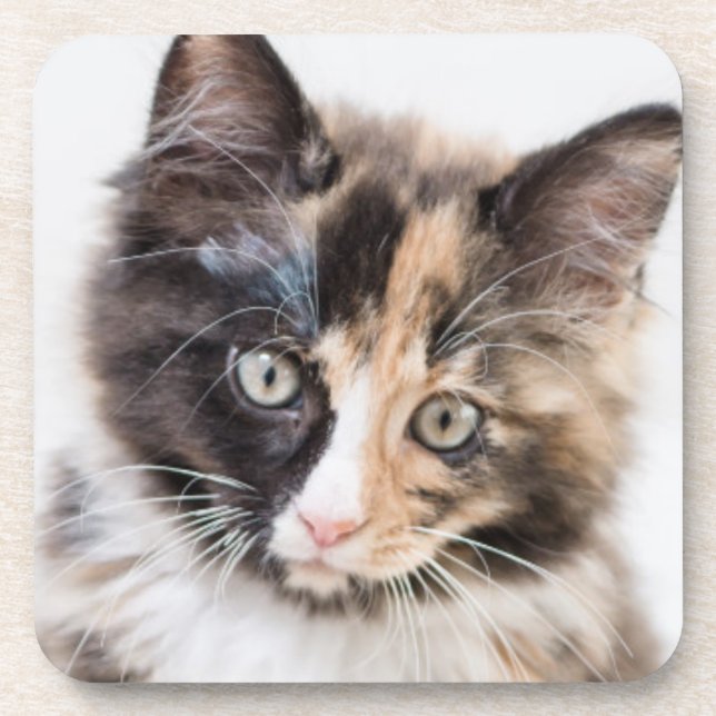 Adorable Calico Kitten Coaster (Front)