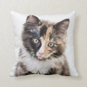 Adorable Calico Kitten Cushion