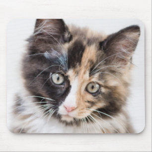 Adorable Calico Kitten Mouse Mat