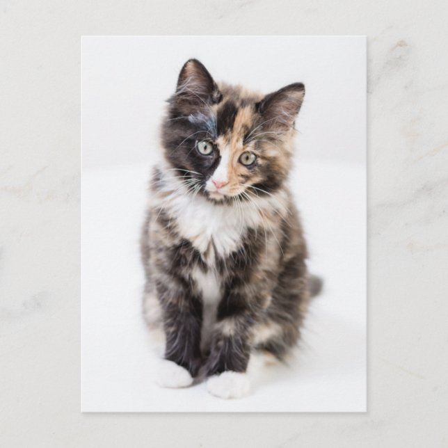 Adorable Calico Kitten Postcard (Front)