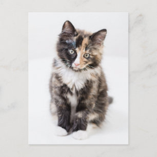 Adorable Calico Kitten Postcard