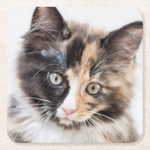 Adorable Calico Kitten Square Paper Coaster