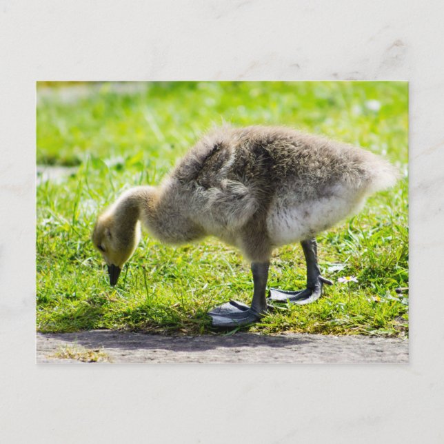 Adorable Canada Goose gosling Postcard (Front)
