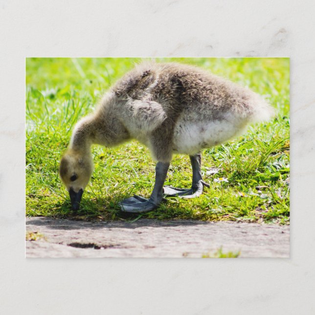 Adorable Canada Goose gosling Postcard (Front)