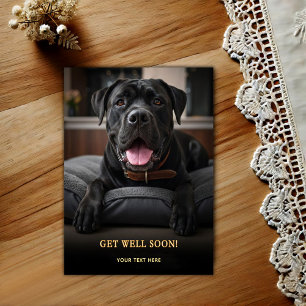 Adorable Cane Corso Get Well  Postcard