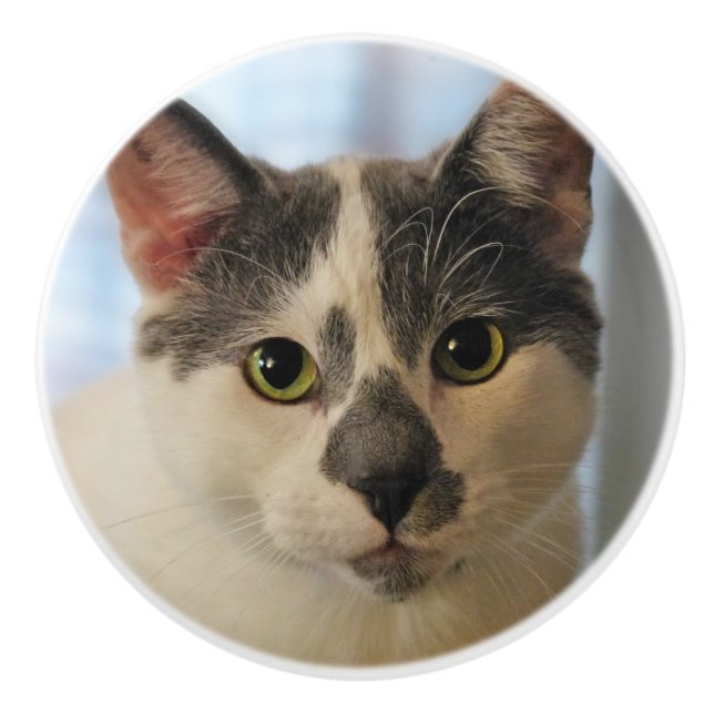 Adorable Cat Ceramic Knob (Front)