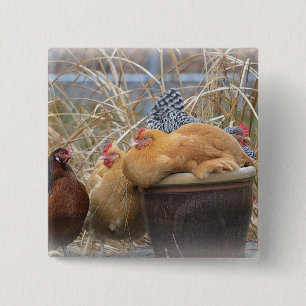 Adorable Chicken Button