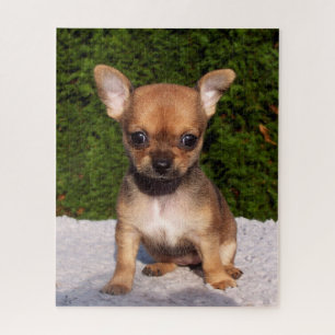 Adorable Chihuahua Puppy Dog Jigsaw Puzzle