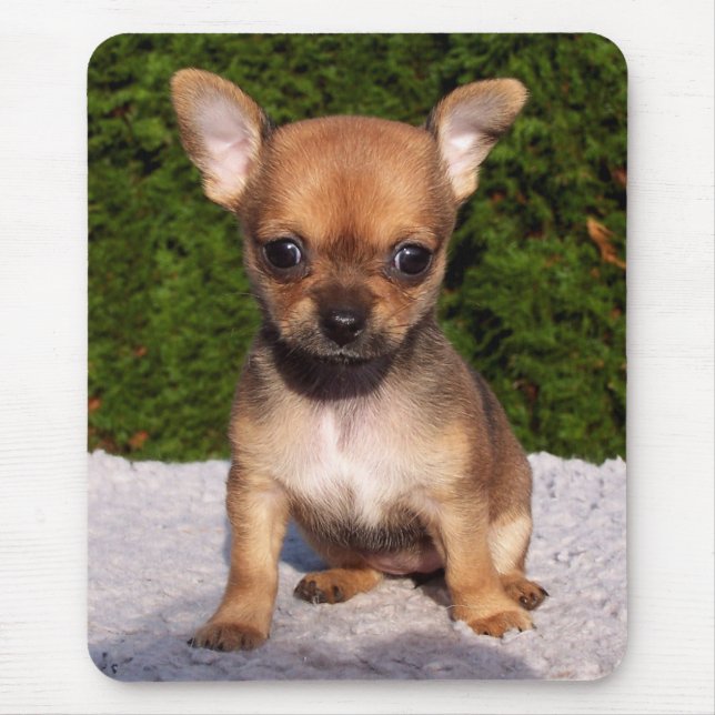 Adorable Chihuahua Puppy Dog Mouse Mat (Front)