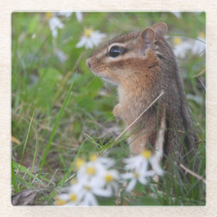 Adorable Chipmunk in flowers Glass Coaster