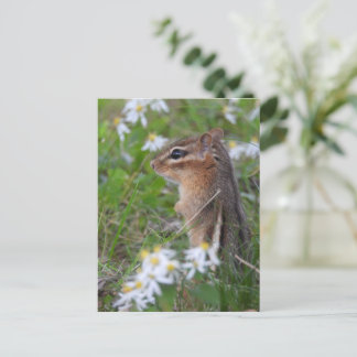 Adorable Chipmunk in flowers Postcard